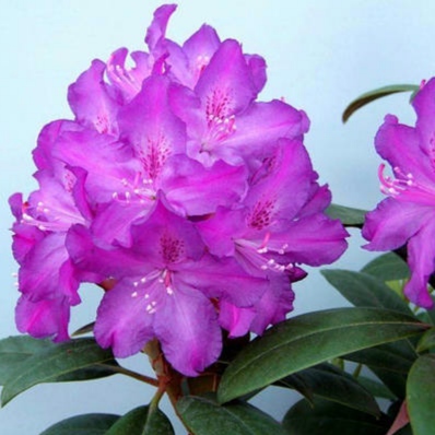 Rododendron Bolesіaw Chrobry