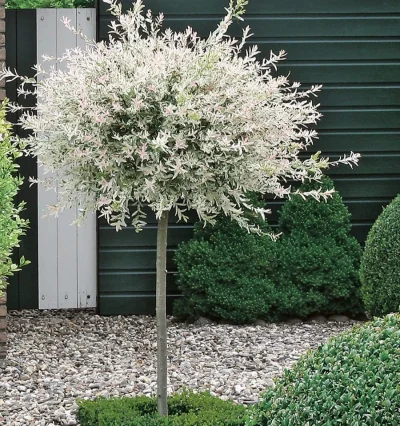 Верба Хакуро Нішикі