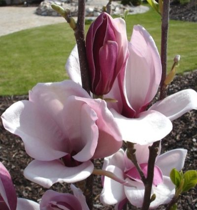 Магнолія Мач Тіл Фрост