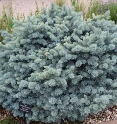 Ялина колюча Сант Меріз Брум