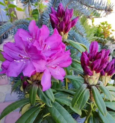 Рододендрон Бореслав Стробі