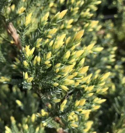 Ялівець Холгер