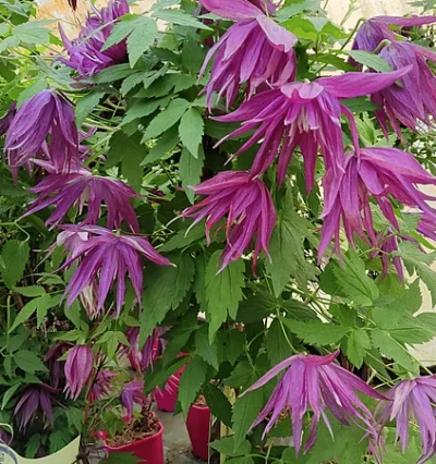 Клематис - Княжик Пурпле Сюрпрайз