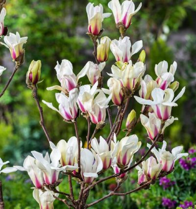 Магнолія Санрайз