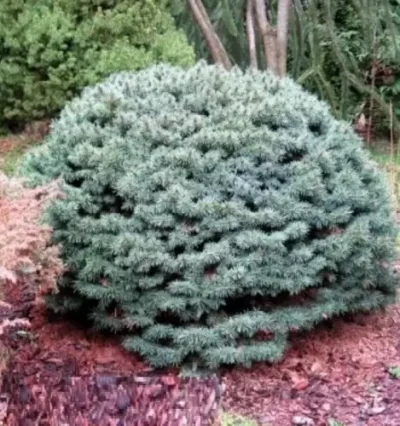 Ялина Брунек