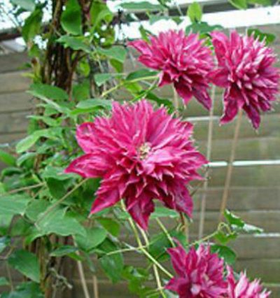 Клематис Файер Флейм