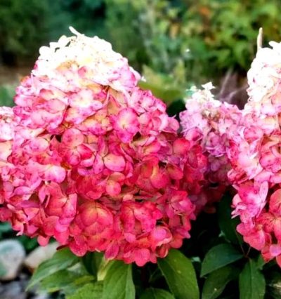 Magical Mountain Malinche