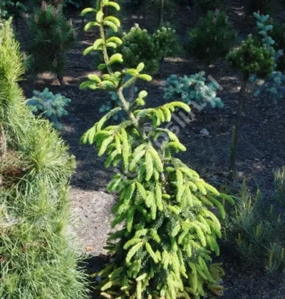 Ялина Лорелей, Picea abies 'Loreley'