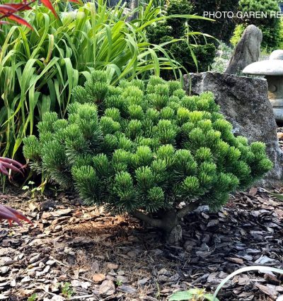 Сосна гірська Шевруд Компакт, Pinus mugo 'Sherwood Compact'