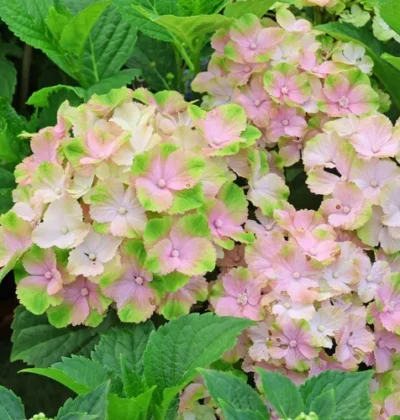 Гортензія Таласа, Hydrangea macrophylla 'Switch' ® Thalassa white pink