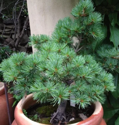 Pinus parviflora "Hagoromo Seedling"