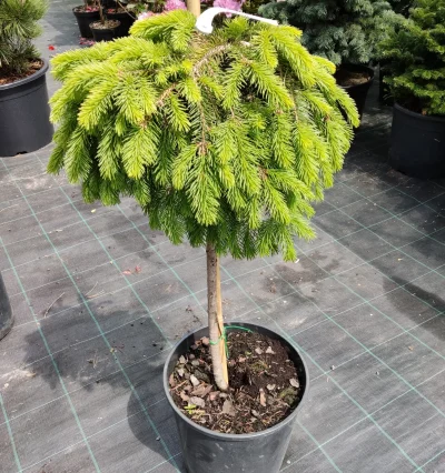 Ялина на штамбі Форманек