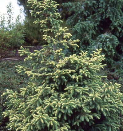 Ялина чорна Аурея