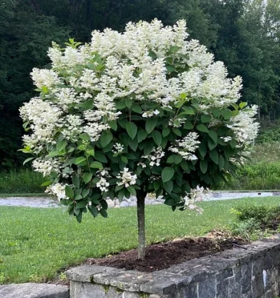 Гортензія на штамбі Вімс Ред