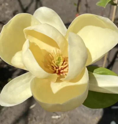 Магнолія Хані Тюліп / Honey Tulip