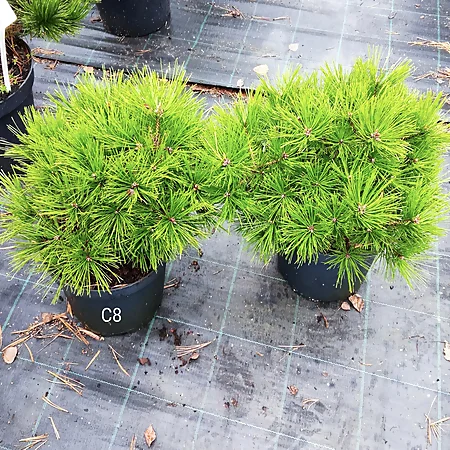 Сосна Лоу Глоу (Pinus densiflora Low Glow)