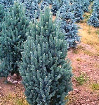 Ялина Ізелі Фастігіата,