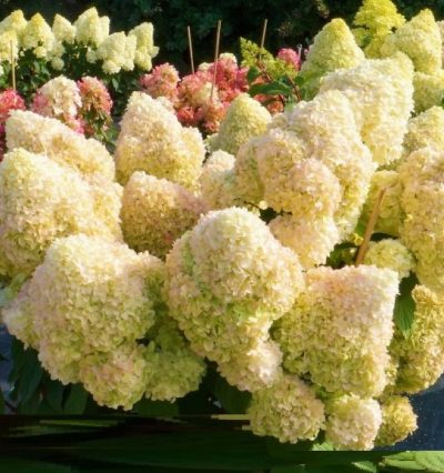 Гортензія волотиста Діамантіно