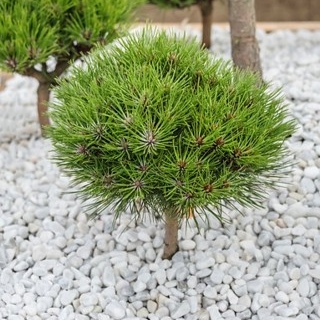 Сосна чорна Марія Брегон, Pinus nigra Marie Bregeon