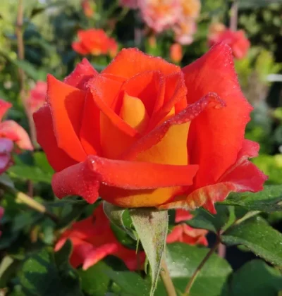 Троянда на штамбі помаранчева