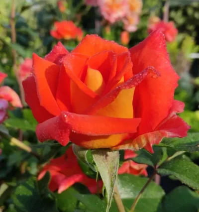 Роза на штамбе Орандж