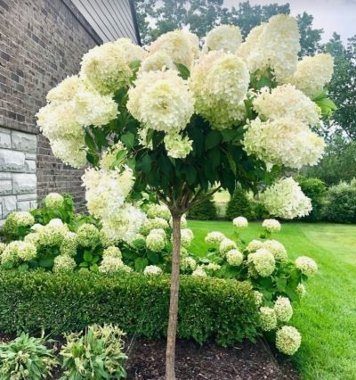 Гортензія на штамбі Самер Сноу