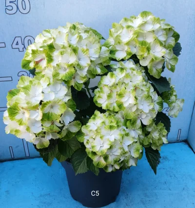 Гортензія макрофіла Дельфін