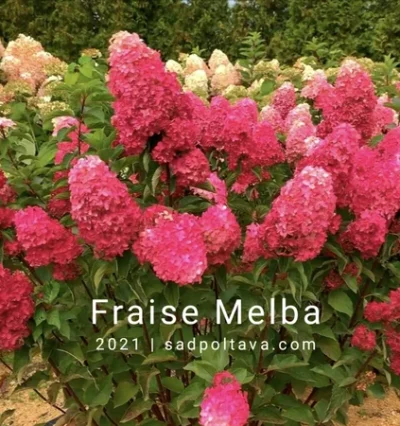 Гортензія волотиста Фрайз Мелба