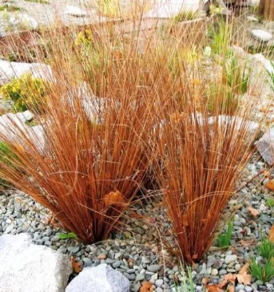 Осока "Ред Рустер"