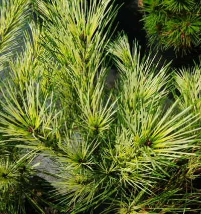 Cосна Бьоркс Ред Варієгейтед, Burke's Red Variegated