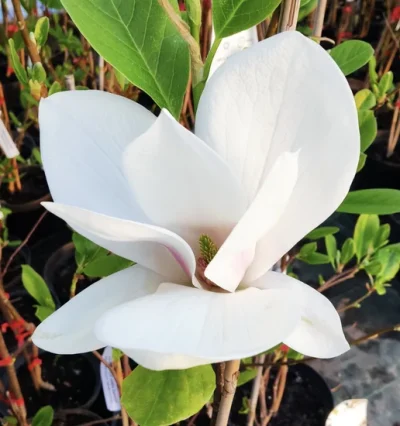 Магнолія Альба Суперба