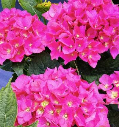 Гортензія макрофіла Дарк Пінк Лав (Hydrangea macrophylla Rebelion® Dark Pink Love)