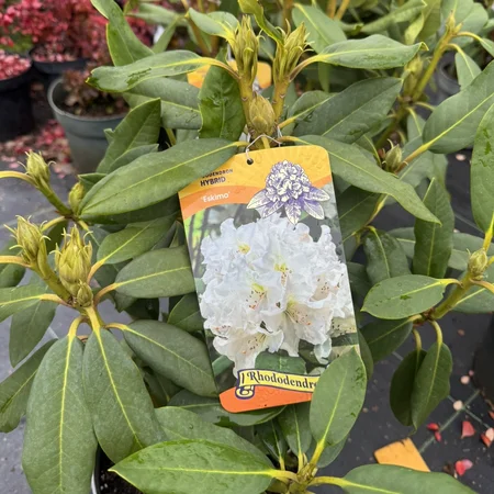 Рододендрон Ескімо
