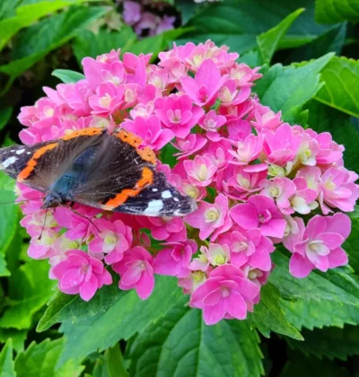 Гортензія Меджикал Фарфалла, Hydrangea m. "Magical Farfalla"