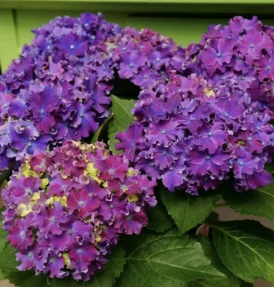 Гортензія Карлі Спаркл, Hydrangea macrophylla Curly Sparkle