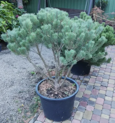 Сосна звичайна Ватерері формована Нівакі, Бонсай