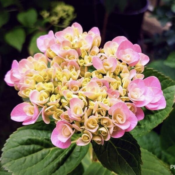 Hydrangea m. 'Double Pink Love'