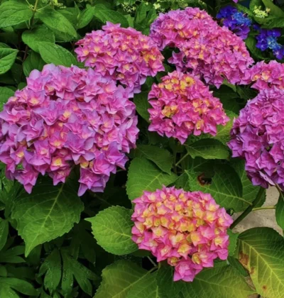 Гортензія Дабл Пінк Лав, Hydrangea m. 'Double Pink Love'