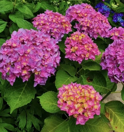 Гортензія Дабл Пінк Лав, Hydrangea m. 'Double Pink Love'