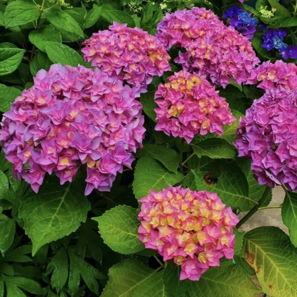 Гортензія Дабл Пінк Лав, Hydrangea m. 'Double Pink Love'