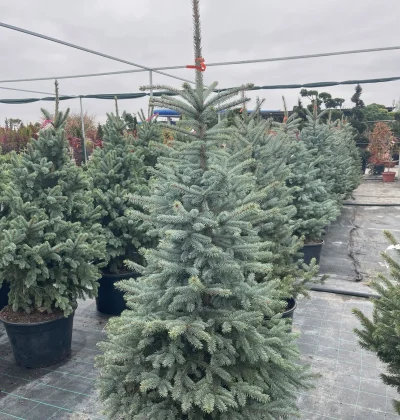 Ялина колюча Супер Блю Сідлінг