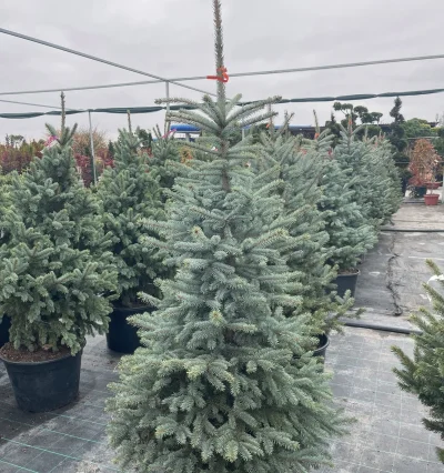 Ялина колюча Супер Блю Сідлінг