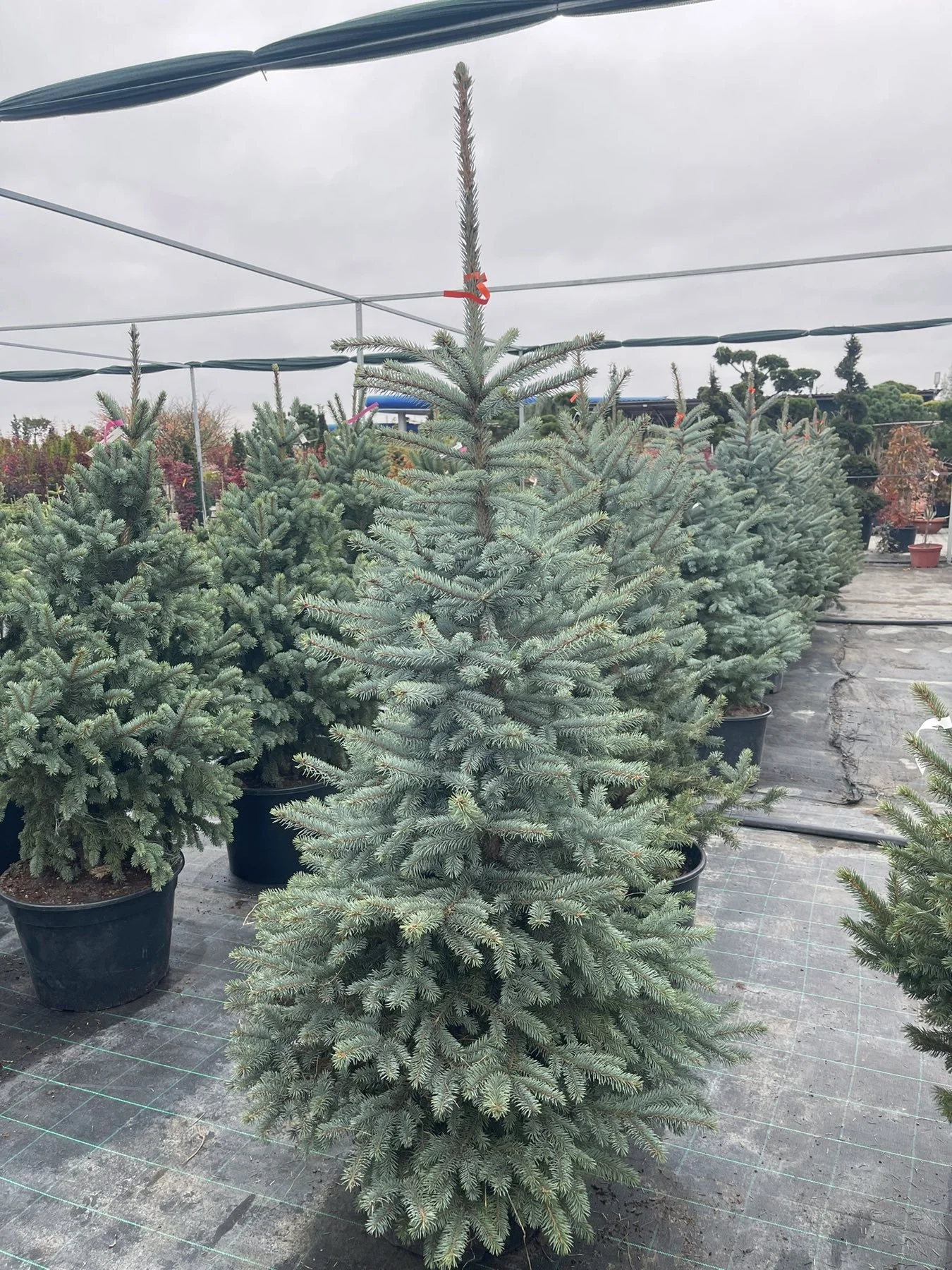 Ялина колюча Супер Блю Сідлінг