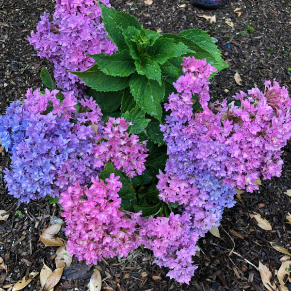 Гортензія Меджикал Фарфалла, Hydrangea m. "Magical Farfalla"