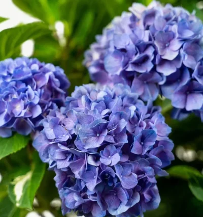 Гортензія Let's Dance, Rhythmic Blue