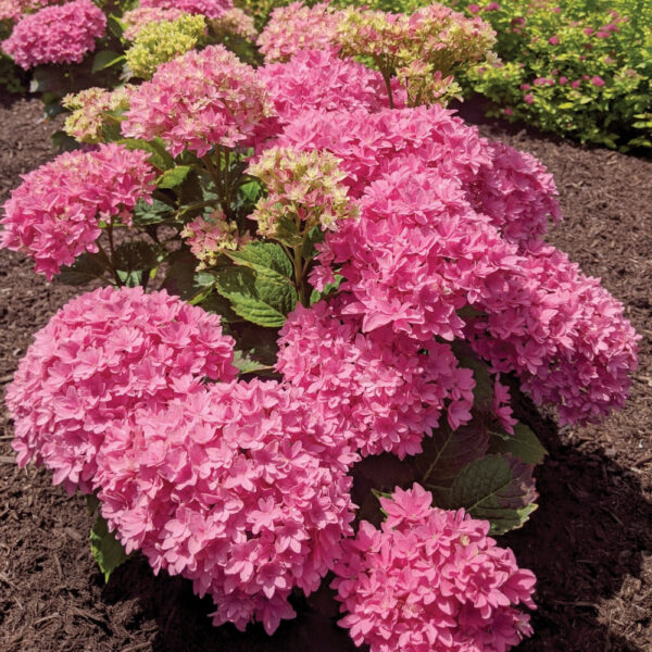 Гортензія Меджикал Фарфалла, Hydrangea m. "Magical Farfalla"