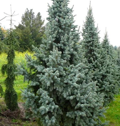 Ялина колюча Ретрофлекса (Picea pungens Retroflexa)