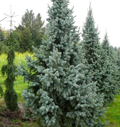 Ялина колюча Ретрофлекса (Picea pungens Retroflexa)