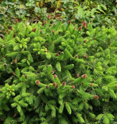 Ялина звичайна Пуш (Picea abies Push)