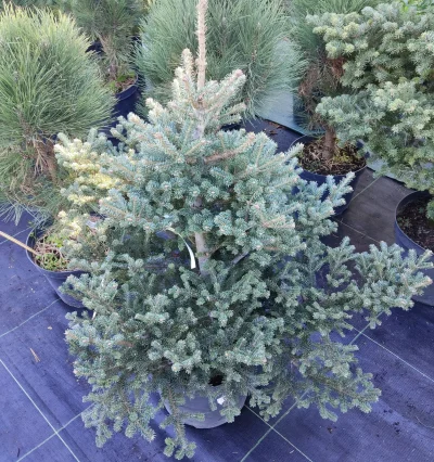 Ялиця фрасера Форд (Abies fraseri Ford W.B.) 